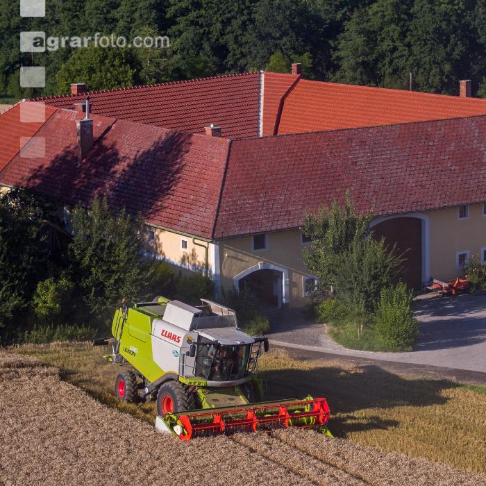 Weizen Ernte 245