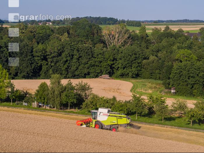 Weizen Ernte 231