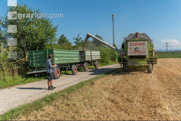 Weizen Ernte 220