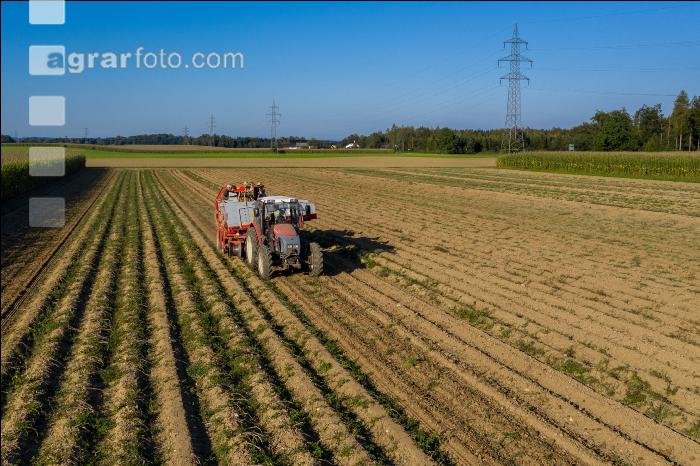 Speisekartoffel Ernte 20
