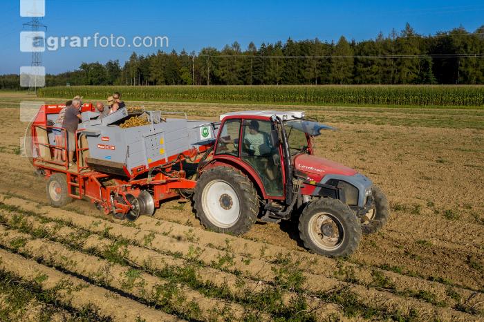 Speisekartoffel Ernte 19