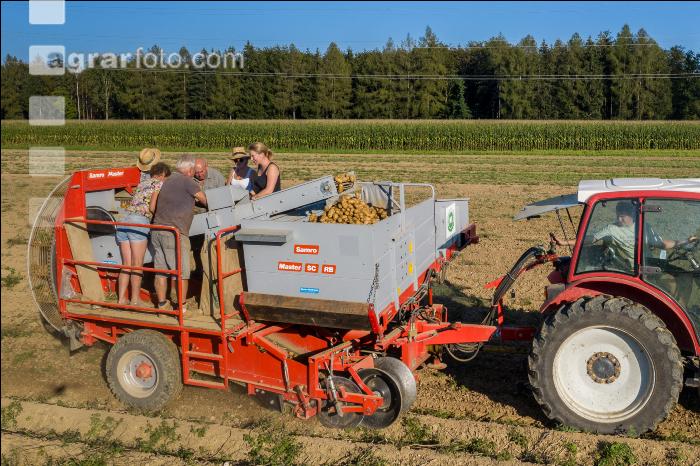 Speisekartoffel Ernte 18