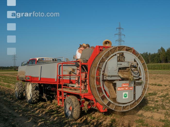 Speisekartoffel Ernte 11