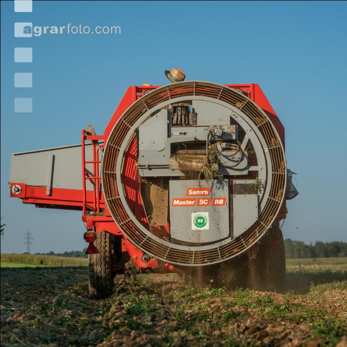 Speisekartoffel Ernte 10