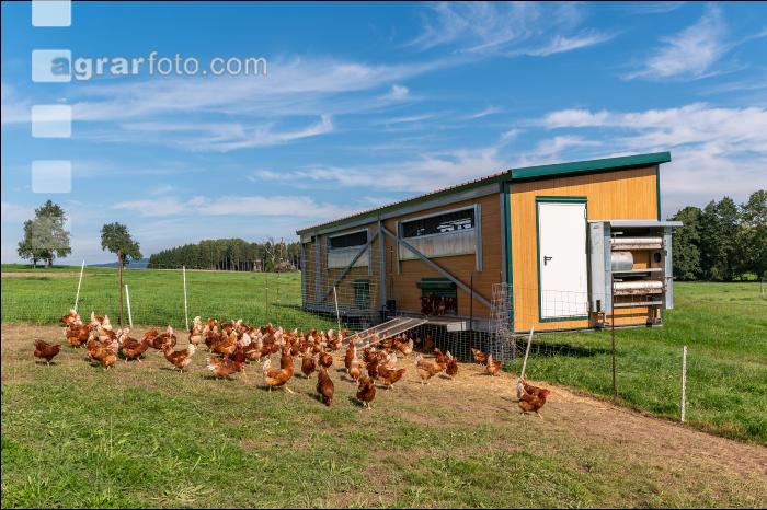 Mobiler Hennenstall 11