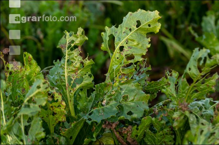 Cercospora Blattfleckenkrankheit 9