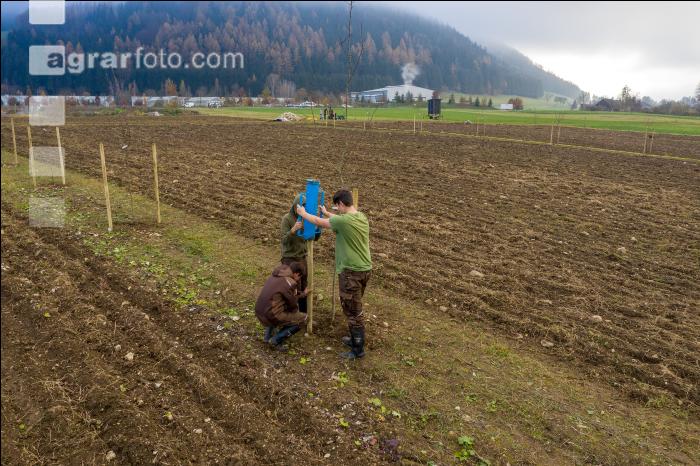 Agroforst anlegen 19