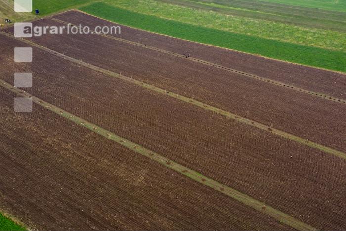 Agroforst anlegen 17