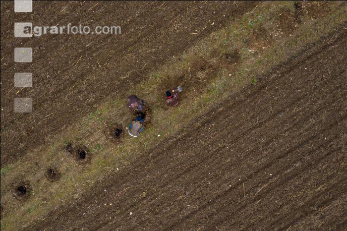 Agroforst anlegen 14