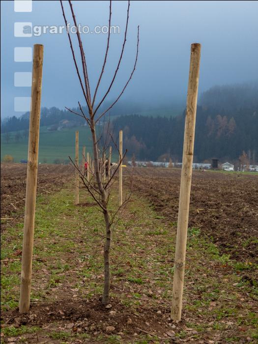 Agroforst anlegen 11