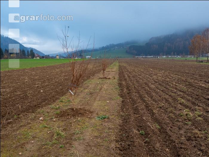 Agroforst anlegen 10