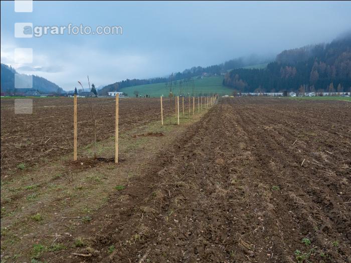 Agroforst anlegen 5