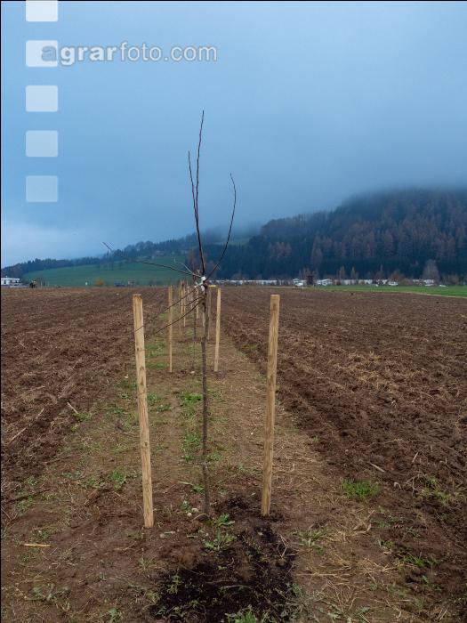 Agroforst anlegen 4