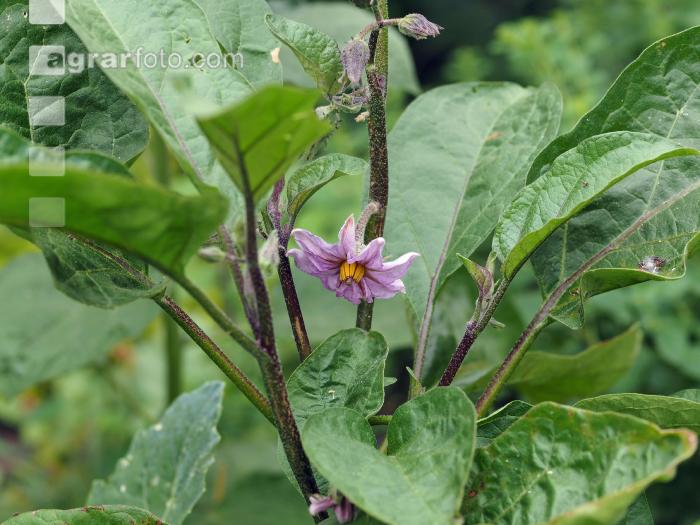 Aubergine Blüte