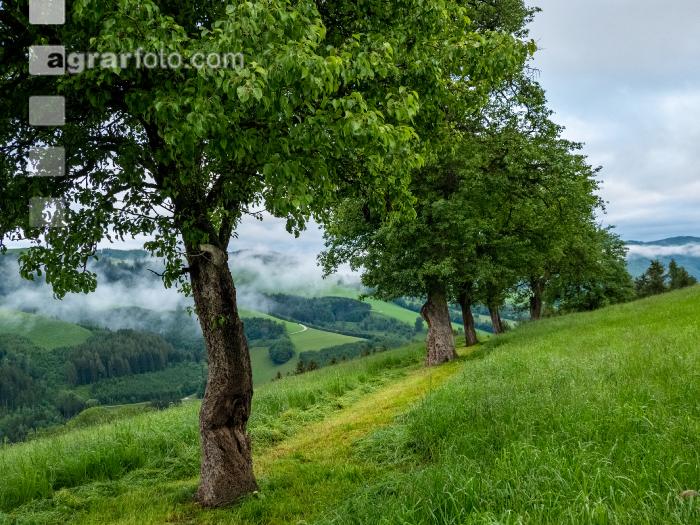 Kühler Sommermorgen 5
