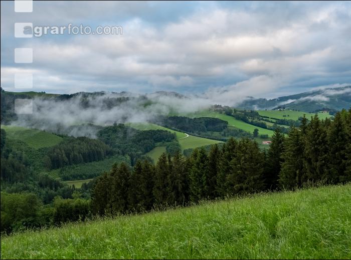Kühler Sommermorgen 4