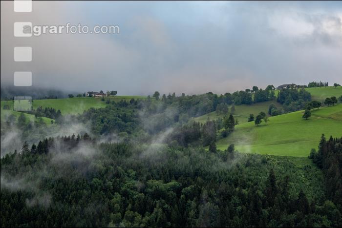 Kühler Sommermorgen 1
