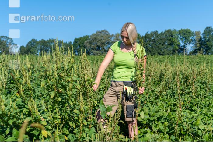 Amaranth in Soja 1