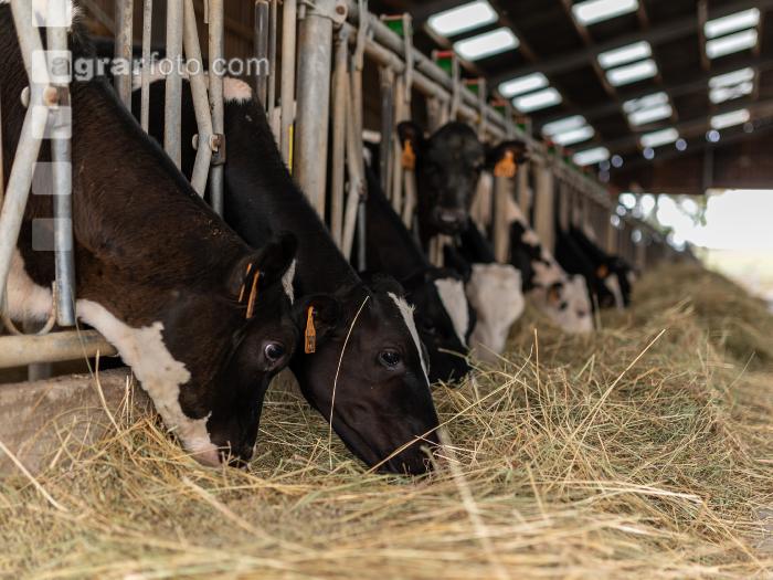 Heufütterung Holstein 5