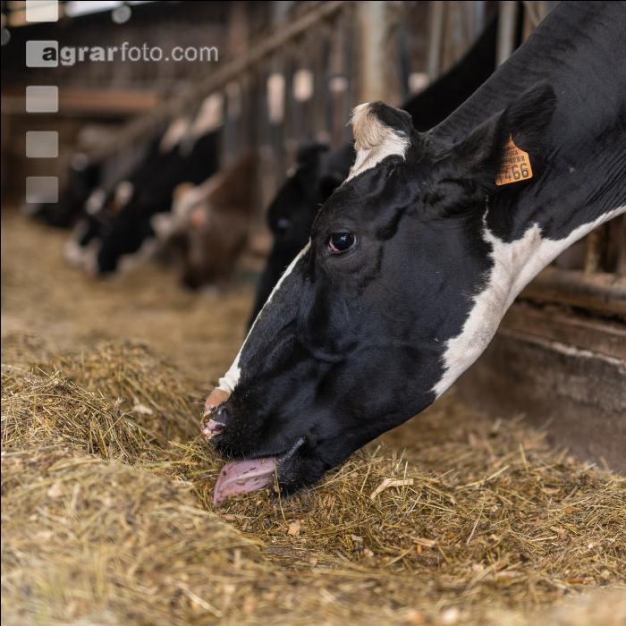 Totalmischration Holstein 3