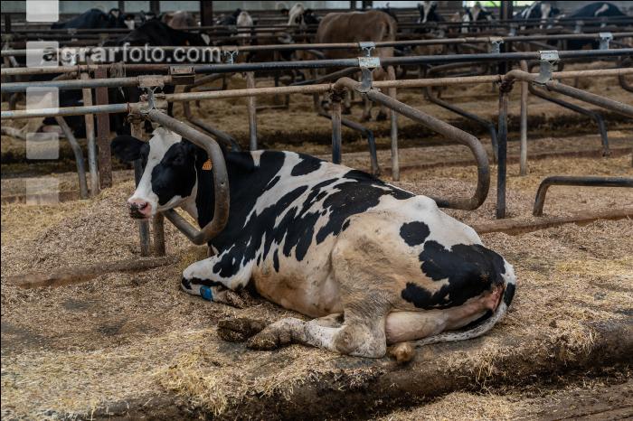 Liegeboxen Holstein