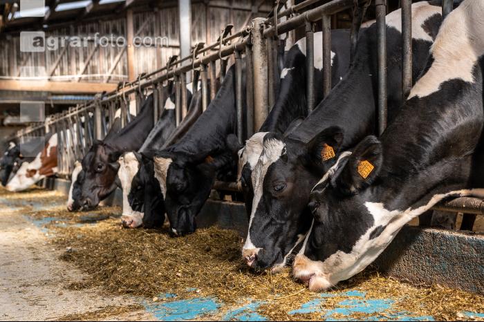 Totalmischration Holstein 1