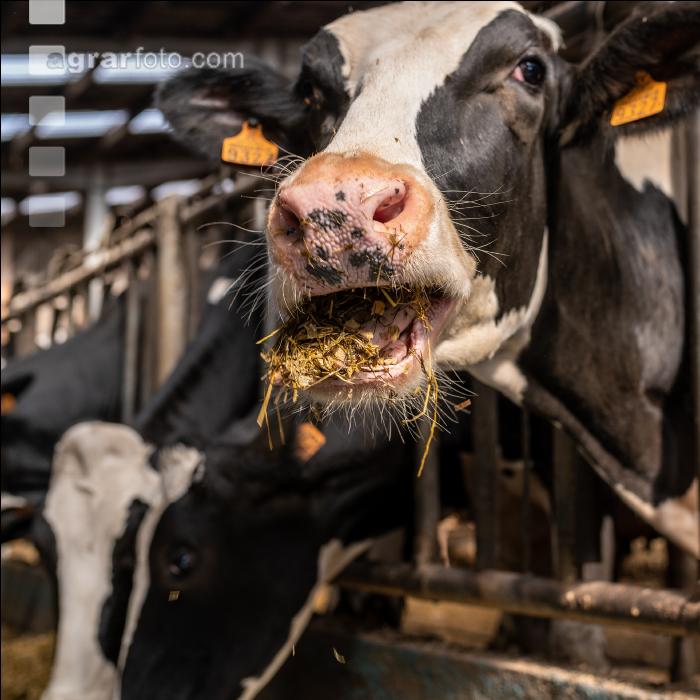 Totalmischration Holstein 4