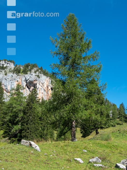Alpine Region 5