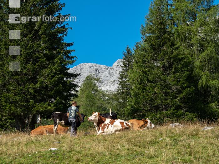 Weidevieh auf Alm 9