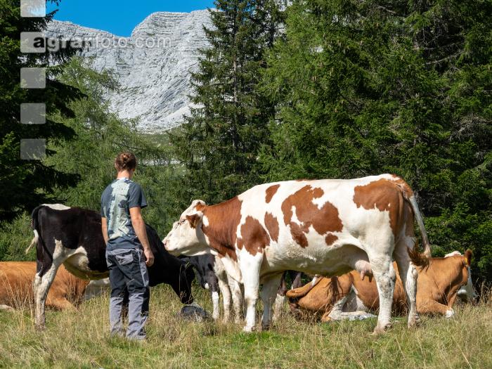 Weidevieh auf Alm 8