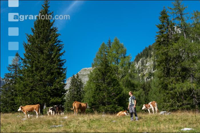 Weidevieh auf Alm 7