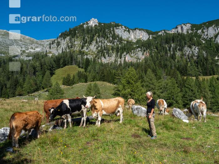 Weidevieh auf Alm 5