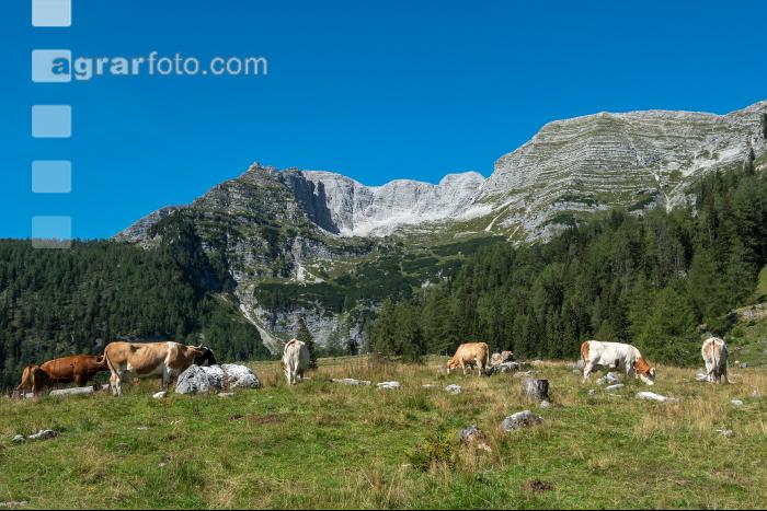Weidevieh auf Alm 3
