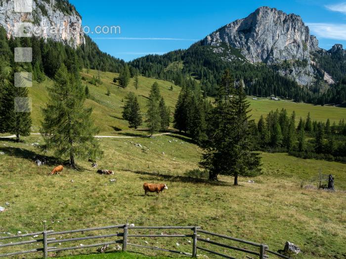 Weidevieh auf Alm 2
