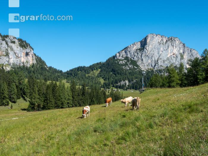 Weidevieh auf Alm 1