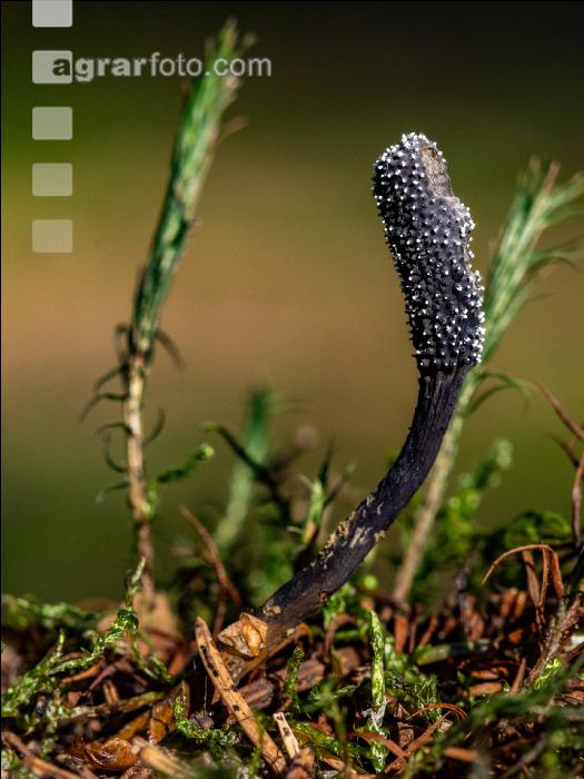Waldboden mit Pilzen 3
