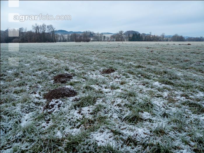 Wiese am Neujahrstag 9