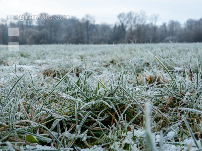 Wiese am Neujahrstag 8