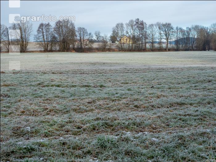 Wiese am Neujahrstag 7