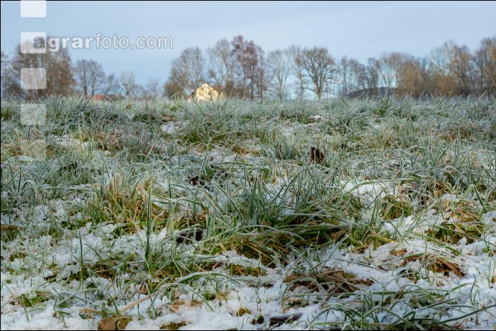 Wiese am Neujahrstag 1