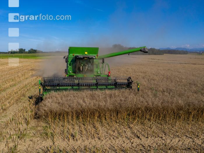 Raps Ernte 325