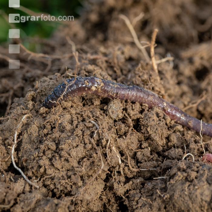 Schwarzkopfregenwurm 13