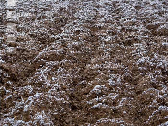 Schwarzbrache Frost 4