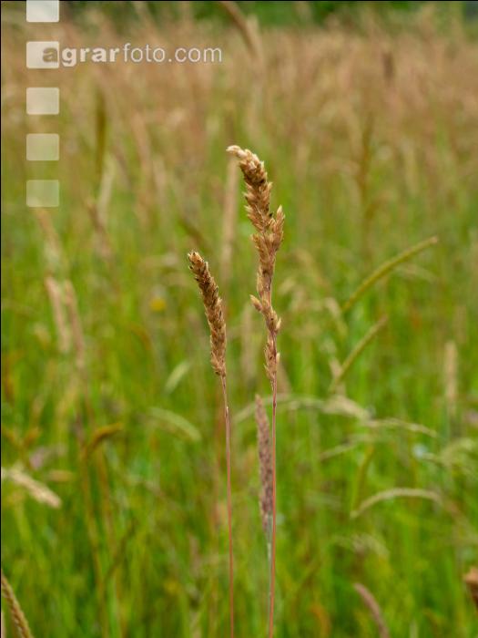 Überständige Wiese 3