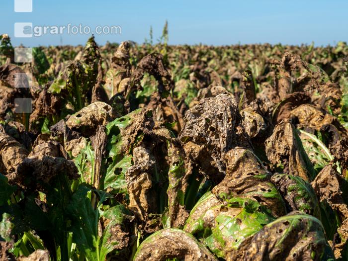 Cercospora Extrembefall 3
