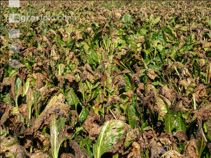 Cercospora Extrembefall 1