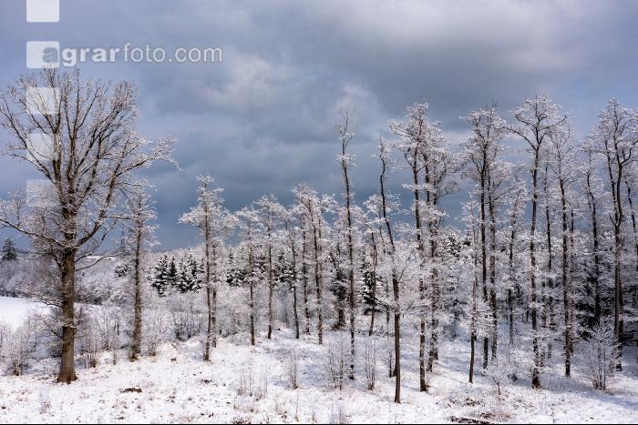 Winter Wonderland 6