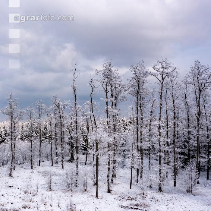 Winter Wonderland 5