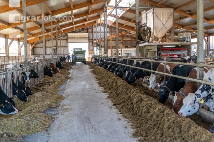 Totalmischration Holstein 12