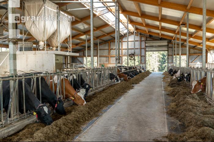 Totalmischration Holstein 6